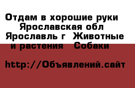 Отдам в хорошие руки - Ярославская обл., Ярославль г. Животные и растения » Собаки   